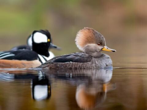 Waterfowl Festival